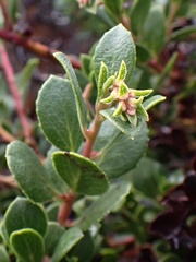 Arctostaphylos pacifica