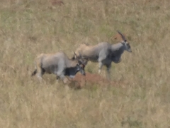 Tragelaphus oryx pattersonianus