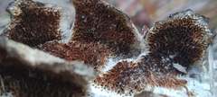 Steccherinaceae