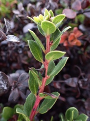 Arctostaphylos pacifica
