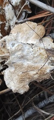 Steccherinaceae