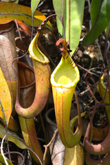Nepenthes dactylifera
