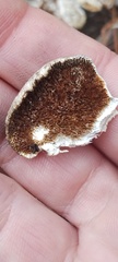 Steccherinaceae
