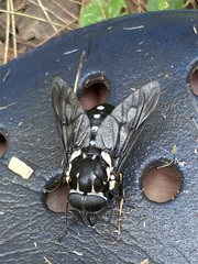 Triclista guttata