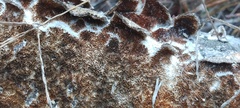 Steccherinaceae