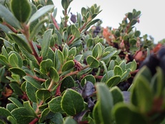 Arctostaphylos pacifica