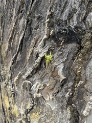 Mopsus