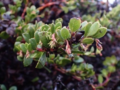 Arctostaphylos pacifica