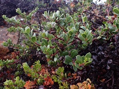 Arctostaphylos pacifica