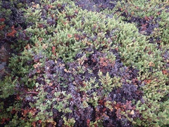 Arctostaphylos pacifica