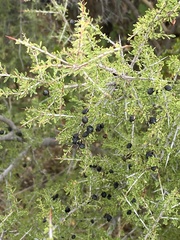 Condalia warnockii