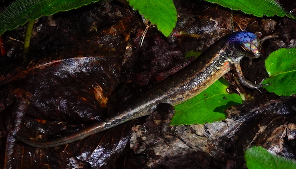 Carlia beccarii (Carlia beccarii)