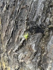 Mopsus