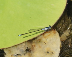Ischnura pruinescens