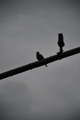 Streptopelia decaocto