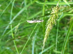 Orocrambus tuhualis