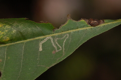 Stigmella betulicola