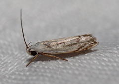 Plectophila micradelpha