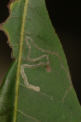 Stigmella betulicola