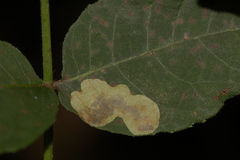 Cameraria caryaefoliella