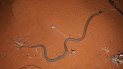 Pygopus nigriceps