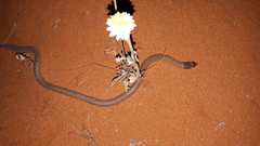 Pygopus nigriceps
