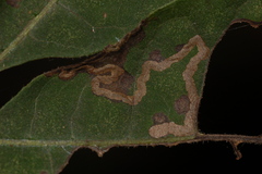 Stigmella betulicola