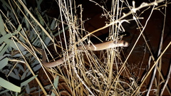 Pygopus nigriceps