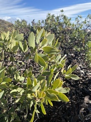 Arctostaphylos glandulosa