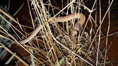 Pygopus nigriceps