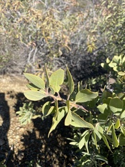 Arctostaphylos glandulosa