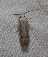 Plectophila micradelpha