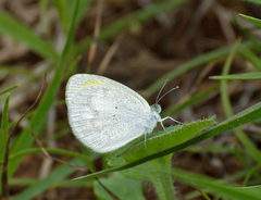 Eurema elathea