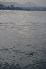 Chroicocephalus ridibundus