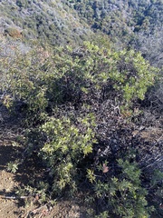 Arctostaphylos glandulosa