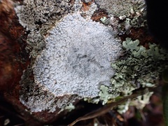 Lecanora carpinea