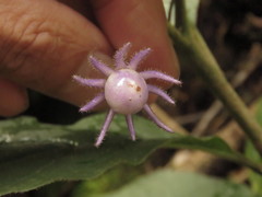 Lycianthes pilifera