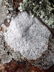 Lecanora carpinea
