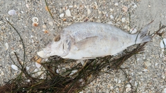 Orthopristis chrysoptera