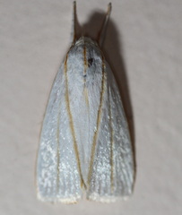 Cryptophasa flavolineata