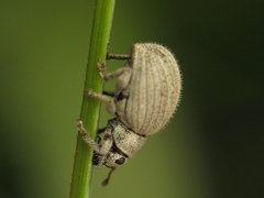 Foucartia squamulata