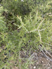 Condalia warnockii
