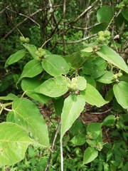 Croton adspersus