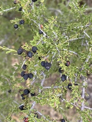 Condalia warnockii