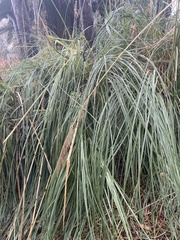 Carex secta