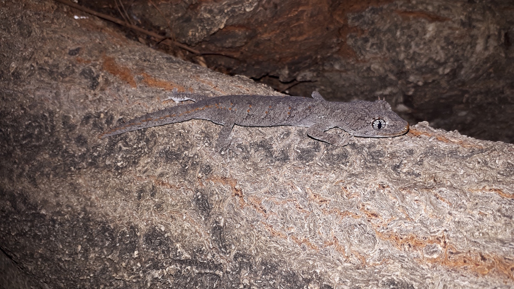 Northern Spiny-tailed Gecko from Hughenden QLD 4821, Australia on