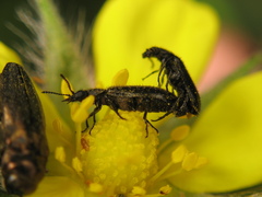 Cleroidea