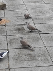 Streptopelia decaocto