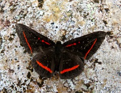 Amarynthis meneria