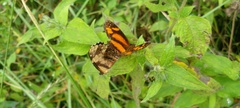 Castilia eranites